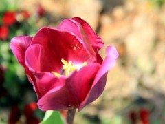 2023年荷兰国际花卉园艺博览会